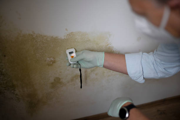 Best Asbestos and Lead Testing During Mold Inspection  in Fernley, NV